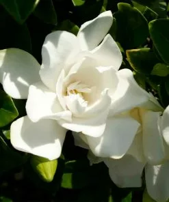 Fast Growing Trees Gardenias Jubilation Gardenia Shrub 10 Fast Growing Trees Gardenias Jubilation Gardenia Shrub