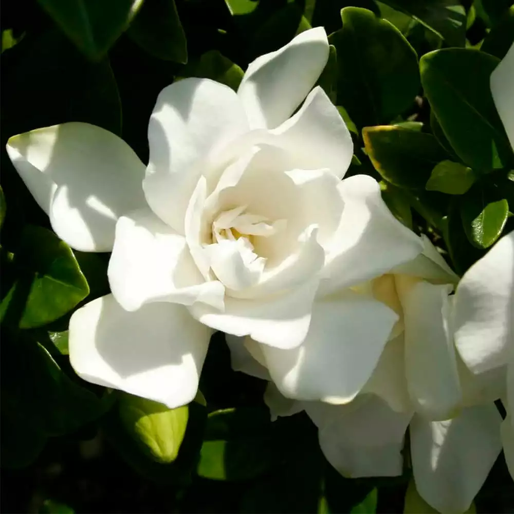 Fast Growing Trees Gardenias Jubilation Gardenia Shrub 6 Fast Growing Trees Gardenias Jubilation Gardenia Shrub