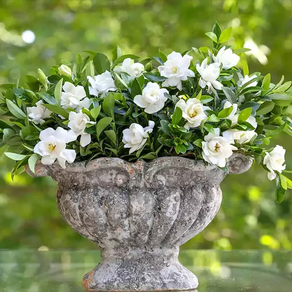 Fast Growing Trees Gardenias Jubilation Gardenia Shrub 3 Fast Growing Trees Gardenias Jubilation Gardenia Shrub