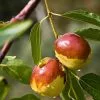 Fast Growing Trees See All Fruit Trees Jujube Tree 2 Fast Growing Trees See All Fruit Trees Jujube Tree
