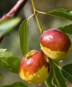 Fast Growing Trees See All Fruit Trees Jujube Tree