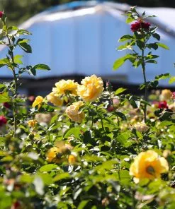 Fast Growing Trees Rose Trees Julia Child And Ebb Tide™ Two-fer® Rose Tree 8 Fast Growing Trees Rose Trees Julia Child And Ebb Tide™ Two-fer® Rose Tree