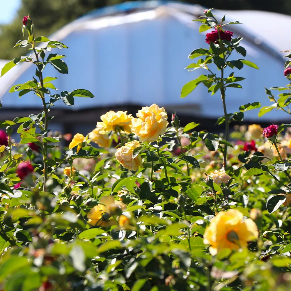 Fast Growing Trees Rose Trees Julia Child And Ebb Tide™ Two-fer® Rose Tree 5 Fast Growing Trees Rose Trees Julia Child And Ebb Tide™ Two-fer® Rose Tree