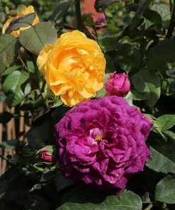 Fast Growing Trees Rose Trees Julia Child And Ebb Tide™ Two-fer® Rose Tree