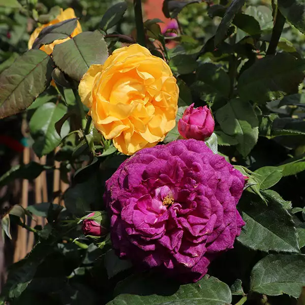 Fast Growing Trees Rose Trees Julia Child And Ebb Tide™ Two-fer® Rose Tree 3 Fast Growing Trees Rose Trees Julia Child And Ebb Tide™ Two-fer® Rose Tree