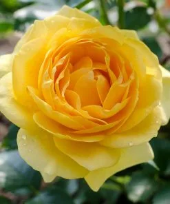 Fast Growing Trees Julia Child Rose 7 Fast Growing Trees Julia Child Rose