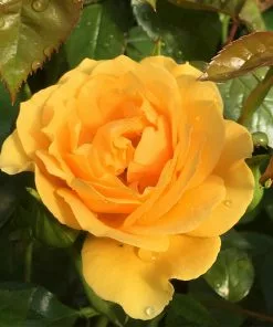 Fast Growing Trees Rose Trees Julia Child Rose Tree 9 Fast Growing Trees Rose Trees Julia Child Rose Tree