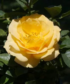 Fast Growing Trees Rose Trees Julia Child Rose Tree 11 Fast Growing Trees Rose Trees Julia Child Rose Tree