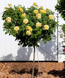 Fast Growing Trees Rose Trees Julia Child Rose Tree