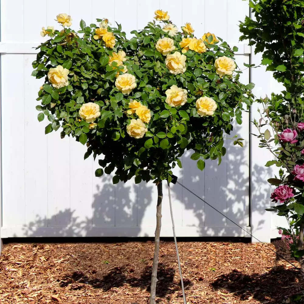 Fast Growing Trees Rose Trees Julia Child Rose Tree 4 Fast Growing Trees Rose Trees Julia Child Rose Tree