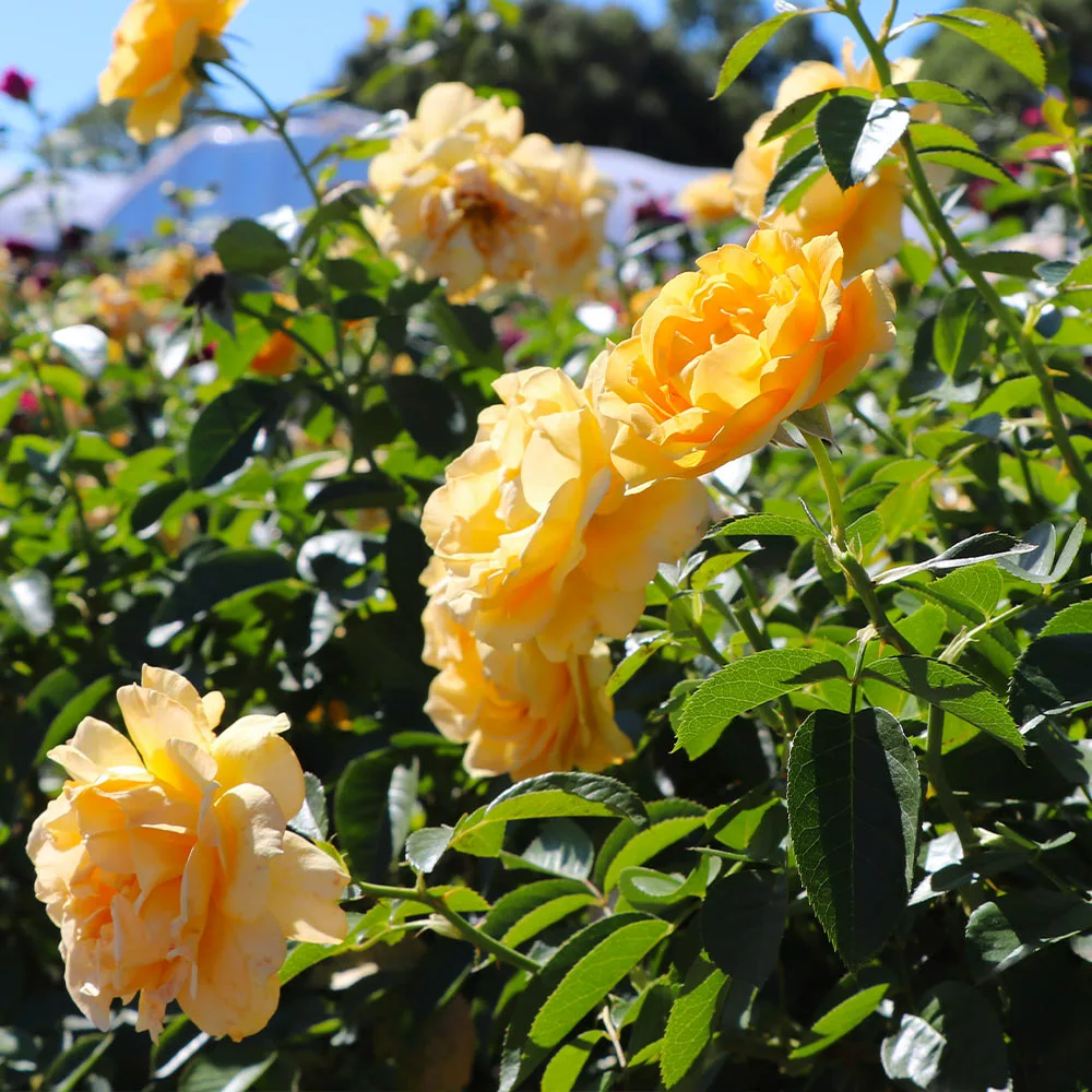 Fast Growing Trees Rose Trees Julia Child Rose Tree 6 Fast Growing Trees Rose Trees Julia Child Rose Tree
