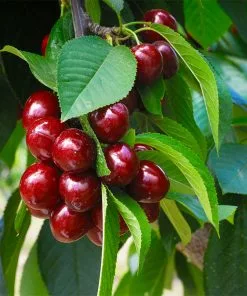 Fast Growing Trees Romeo And Juliet™ Cherry Trees 8 Fast Growing Trees Romeo And Juliet™ Cherry Trees