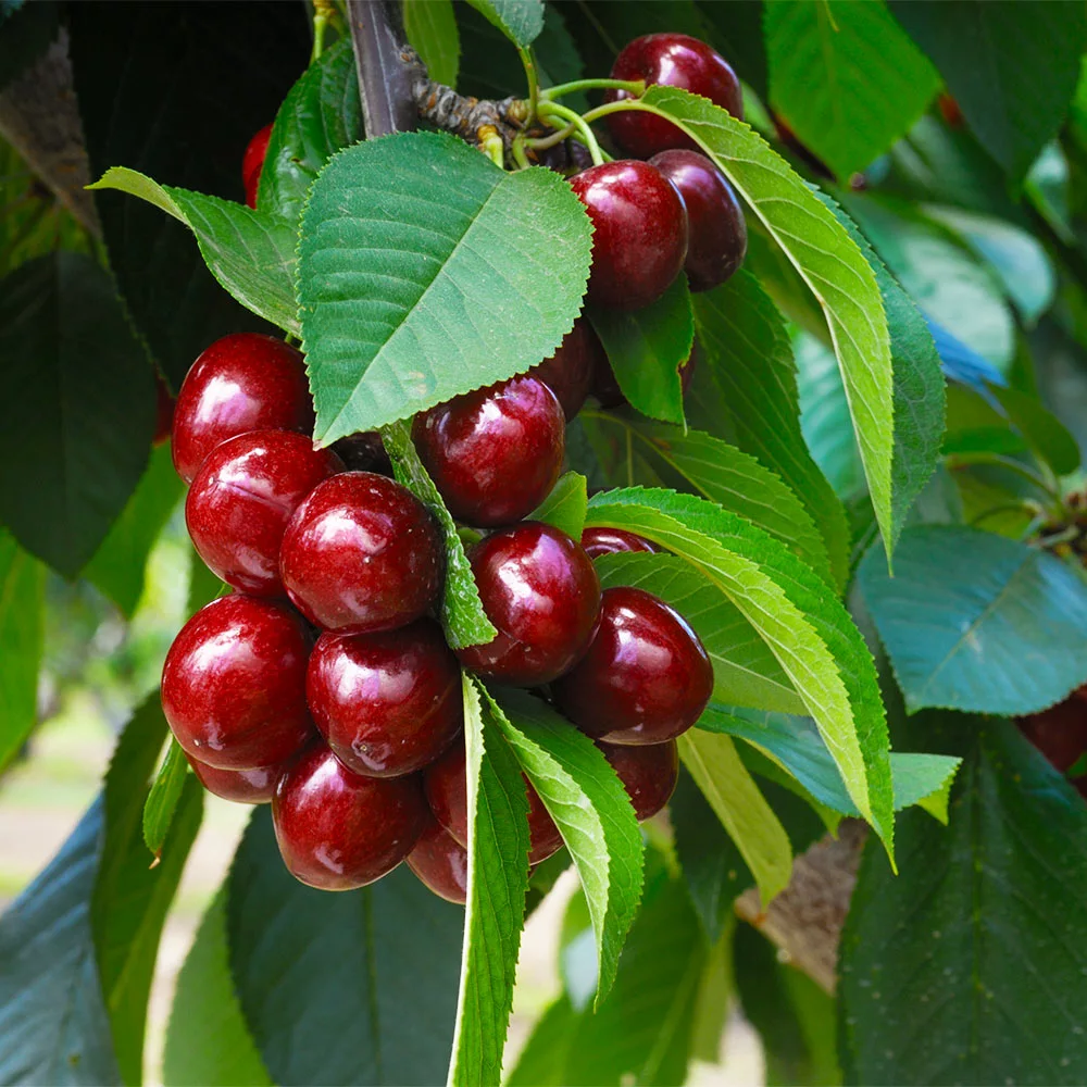 Fast Growing Trees Romeo And Juliet™ Cherry Trees 5 Fast Growing Trees Romeo And Juliet™ Cherry Trees