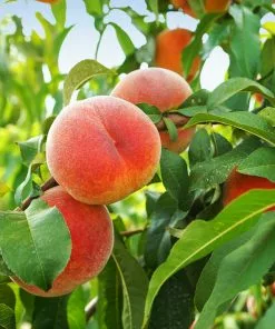 Fast Growing Trees June Gold Peach Tree Peach Trees 9 Fast Growing Trees June Gold Peach Tree Peach Trees