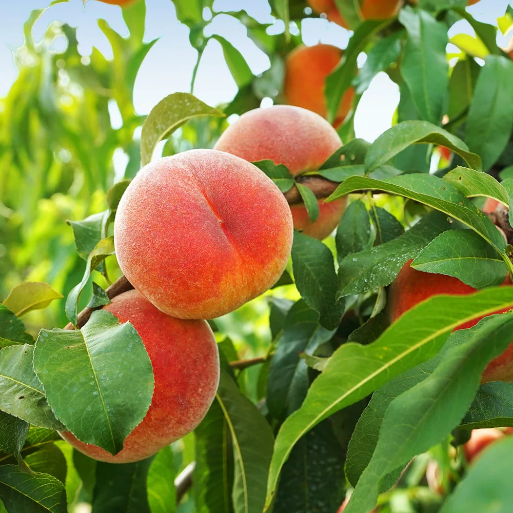 Fast Growing Trees June Gold Peach Tree Peach Trees 5 Fast Growing Trees June Gold Peach Tree Peach Trees
