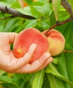 Fast Growing Trees June Gold Peach Tree Peach Trees