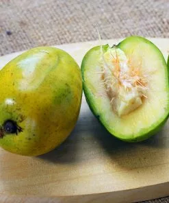 Fast Growing Trees Plum Trees June Plum Tree 8 Fast Growing Trees Plum Trees June Plum Tree