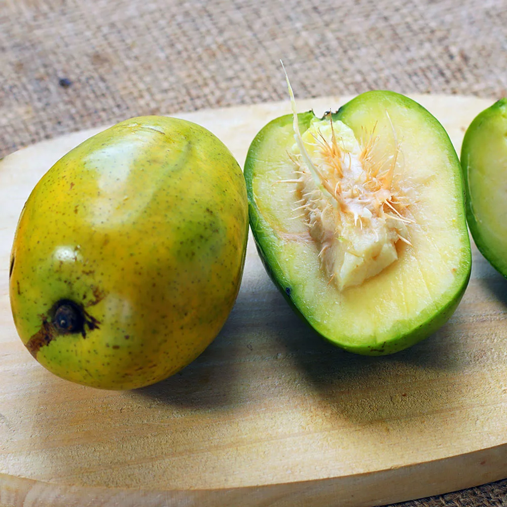 Fast Growing Trees Plum Trees June Plum Tree 5 Fast Growing Trees Plum Trees June Plum Tree