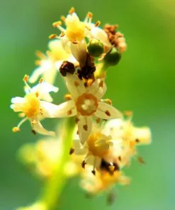 Fast Growing Trees Plum Trees June Plum Tree 9 Fast Growing Trees Plum Trees June Plum Tree