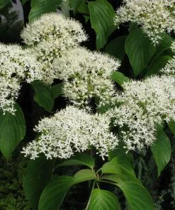 Fast Growing Trees June Snow Giant Dogwood Dogwood Trees 9 Fast Growing Trees June Snow Giant Dogwood Dogwood Trees