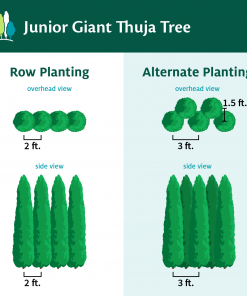 Fast Growing Trees Arborvitae Trees Junior Giant Thuja Tree