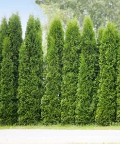 Fast Growing Trees Arborvitae Trees Junior Giant Thuja Tree