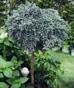 Fast Growing Trees Blue Star Juniper Tree