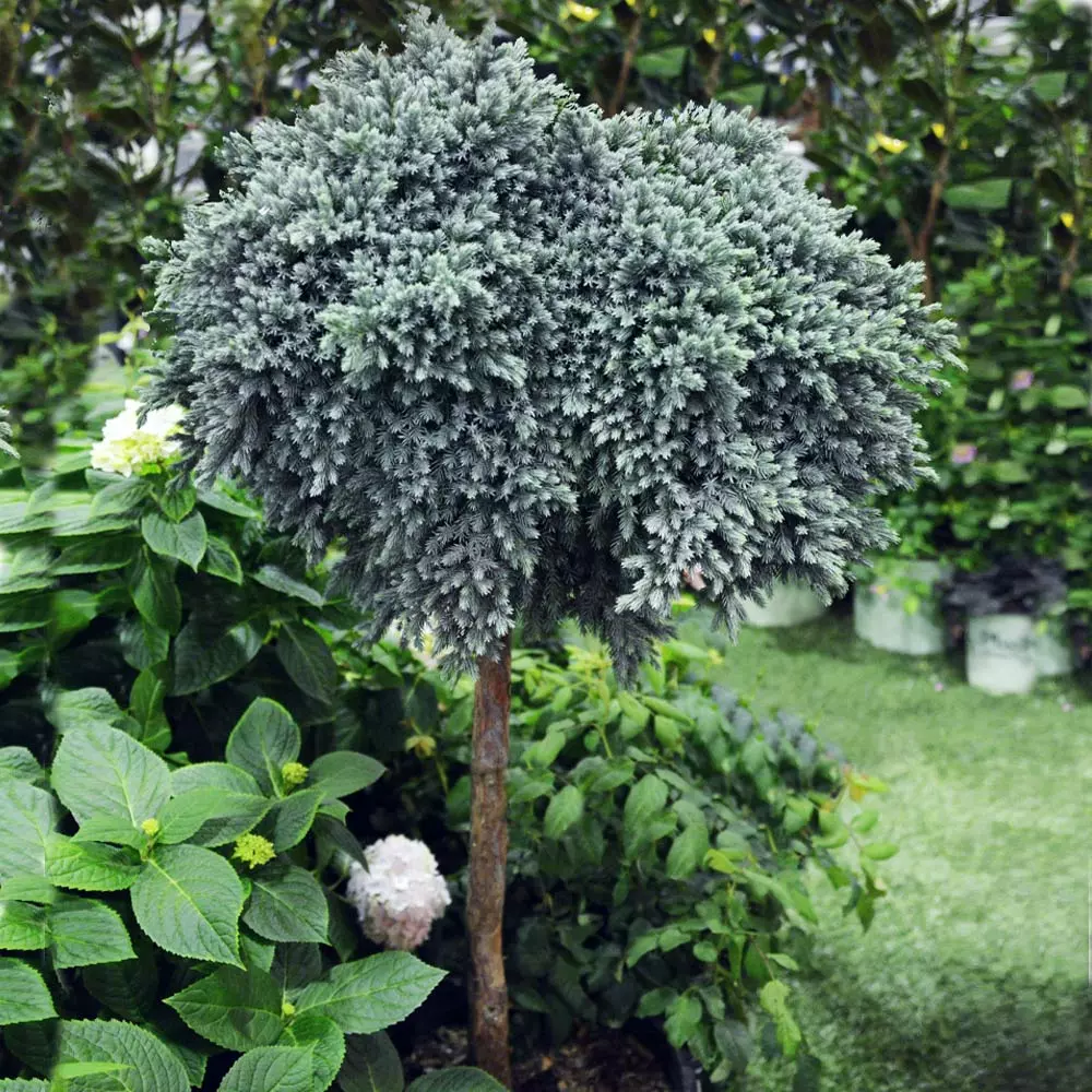 Fast Growing Trees Blue Star Juniper Tree 4 Fast Growing Trees Blue Star Juniper Tree