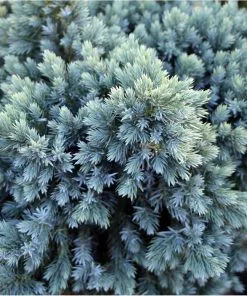 Fast Growing Trees Blue Star Juniper Tree 7 Fast Growing Trees Blue Star Juniper Tree