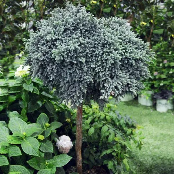 Fast Growing Trees Blue Star Juniper Tree 3 Fast Growing Trees Blue Star Juniper Tree