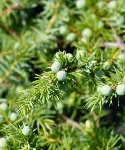 Fast Growing Trees Juniper Trees Blue Pacific Juniper 7 Fast Growing Trees Juniper Trees Blue Pacific Juniper