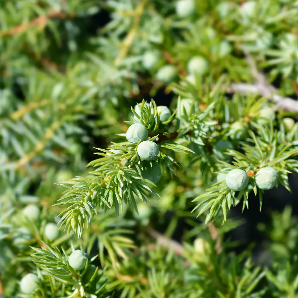 Fast Growing Trees Juniper Trees Blue Pacific Juniper 5 Fast Growing Trees Juniper Trees Blue Pacific Juniper
