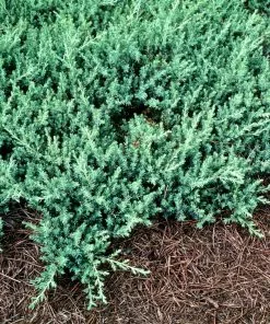 Fast Growing Trees Juniper Trees Blue Pacific Juniper