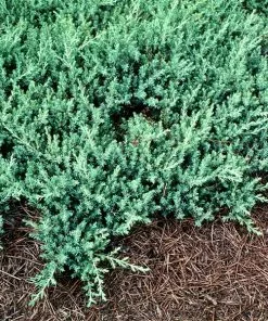 Fast Growing Trees Juniper Trees Blue Pacific Juniper