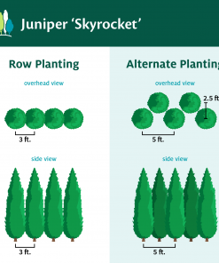 Fast Growing Trees Skyrocket Junipers