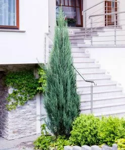 Fast Growing Trees Skyrocket Junipers