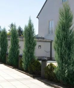 Fast Growing Trees Skyrocket Junipers