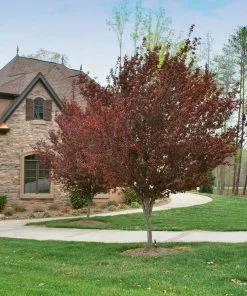 Fast Growing Trees Flowering Plum Trees KV' Flowering Plum Tree 10 Fast Growing Trees Flowering Plum Trees KV' Flowering Plum Tree