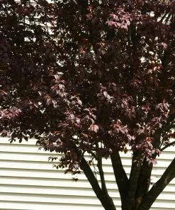 Fast Growing Trees Flowering Plum Trees KV' Flowering Plum Tree 9 Fast Growing Trees Flowering Plum Trees KV' Flowering Plum Tree