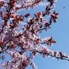 Fast Growing Trees Flowering Plum Trees KV' Flowering Plum Tree 1 Fast Growing Trees Flowering Plum Trees KV' Flowering Plum Tree