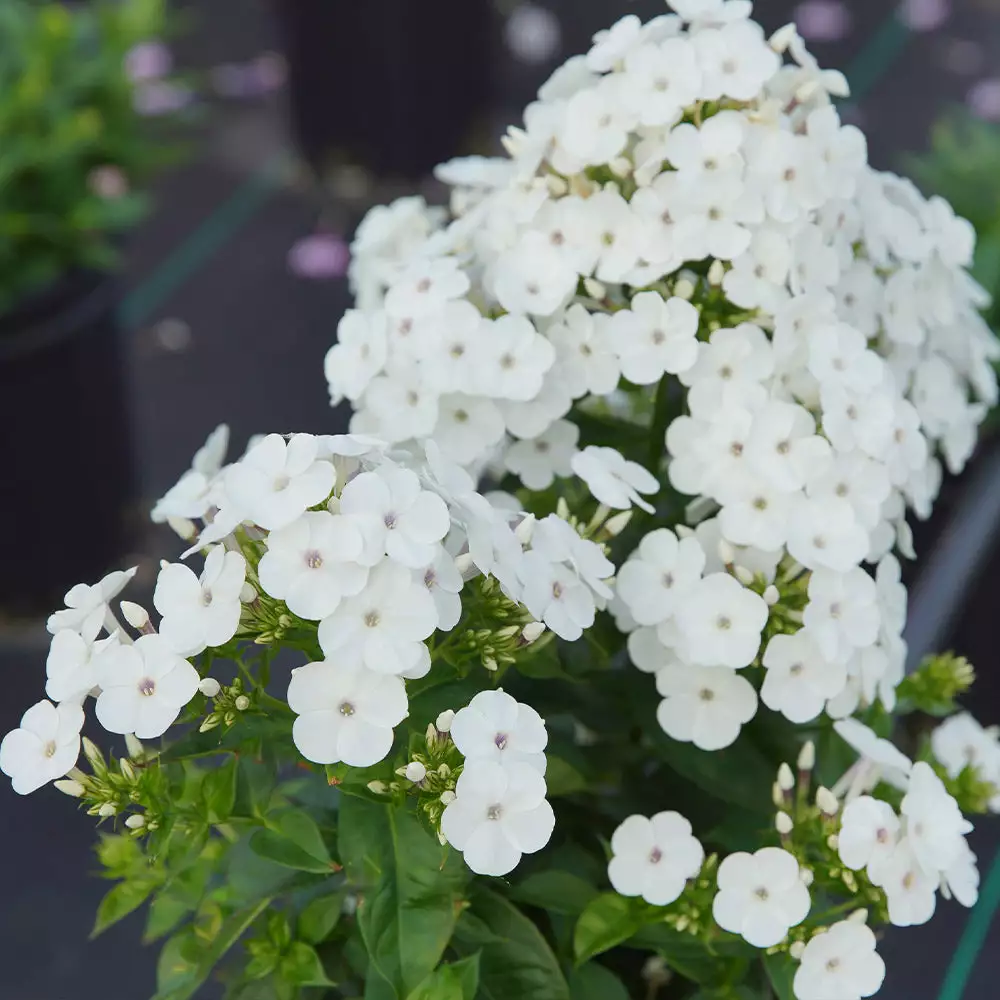 Fast Growing Trees Deer Resistant Plants Super Ka-Pow™ White Phlox 5 Fast Growing Trees Deer Resistant Plants Super Ka-Pow™ White Phlox