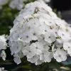 Fast Growing Trees Deer Resistant Plants Super Ka-Pow™ White Phlox 2 Fast Growing Trees Deer Resistant Plants Super Ka-Pow™ White Phlox