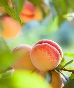 Fast Growing Trees See All Fruit Trees Kader Peach Tree