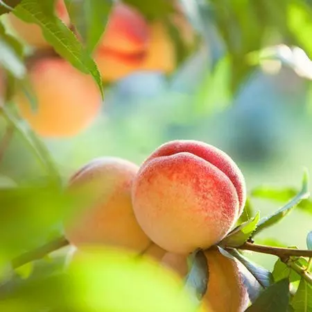 Fast Growing Trees See All Fruit Trees Kader Peach Tree 4 Fast Growing Trees See All Fruit Trees Kader Peach Tree