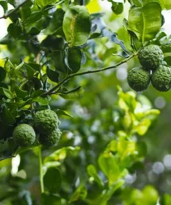 Fast Growing Trees Kaffer 'Kieffer' Lime Tree Citrus Trees