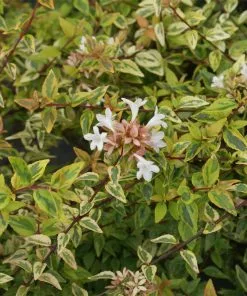 Fast Growing Trees Kaleidoscope Abelia Shrub See All Shrubs & Hedges 8 Fast Growing Trees Kaleidoscope Abelia Shrub See All Shrubs & Hedges