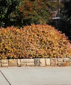 Fast Growing Trees Kaleidoscope Abelia Shrub See All Shrubs & Hedges 9 Fast Growing Trees Kaleidoscope Abelia Shrub See All Shrubs & Hedges