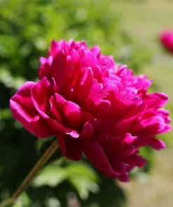 Fast Growing Trees Karl Rosenfield Peony Deer Resistant Plants 8 Fast Growing Trees Karl Rosenfield Peony Deer Resistant Plants