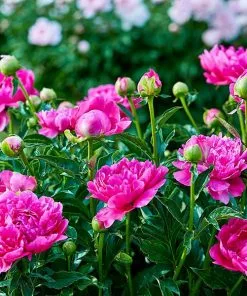Fast Growing Trees Karl Rosenfield Peony Deer Resistant Plants
