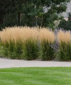 Fast Growing Trees Karl Foerster Grass Ornamental Grasses 7 Fast Growing Trees Karl Foerster Grass Ornamental Grasses